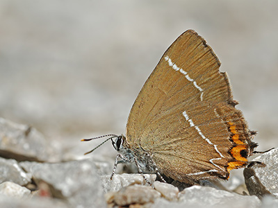 Ulmenzipfelfalter